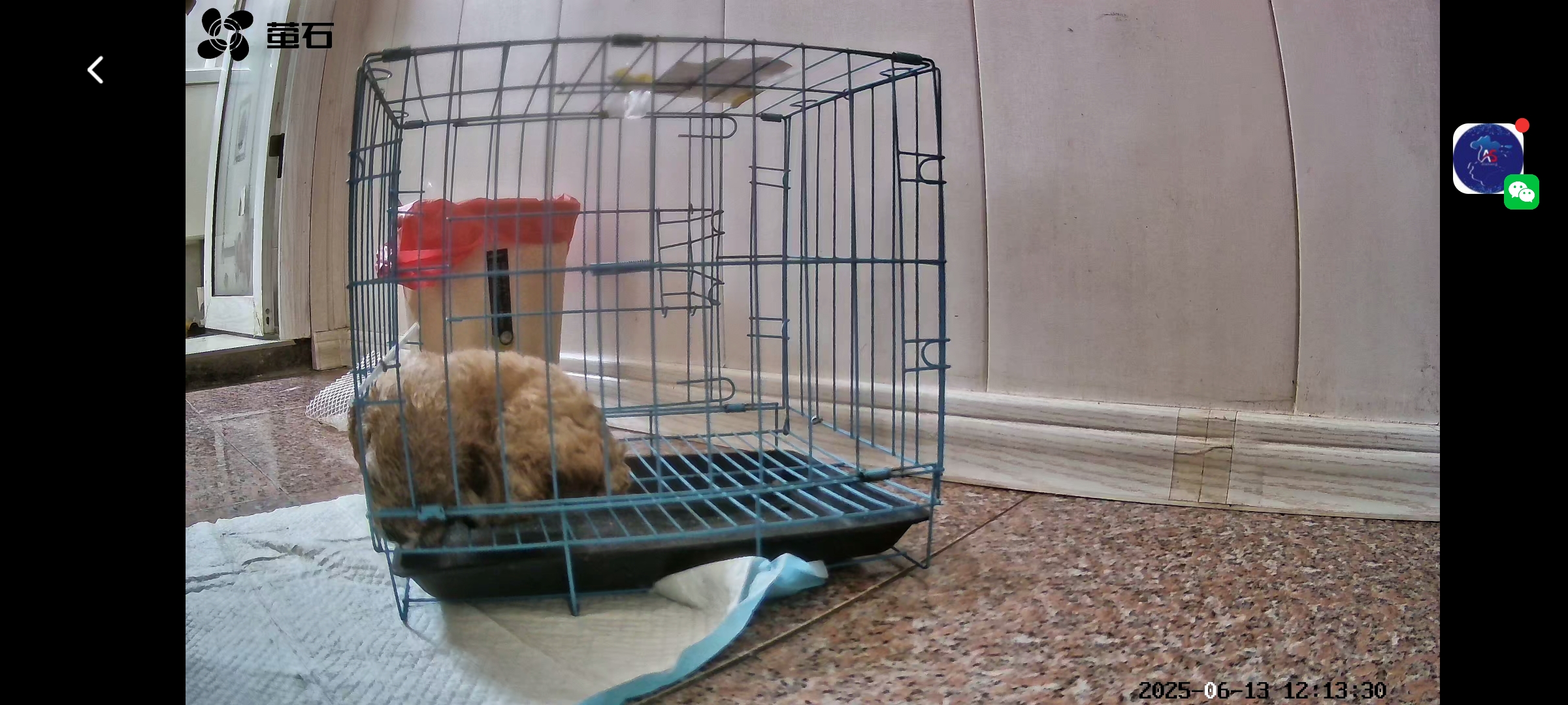 精品泰迪犬出售